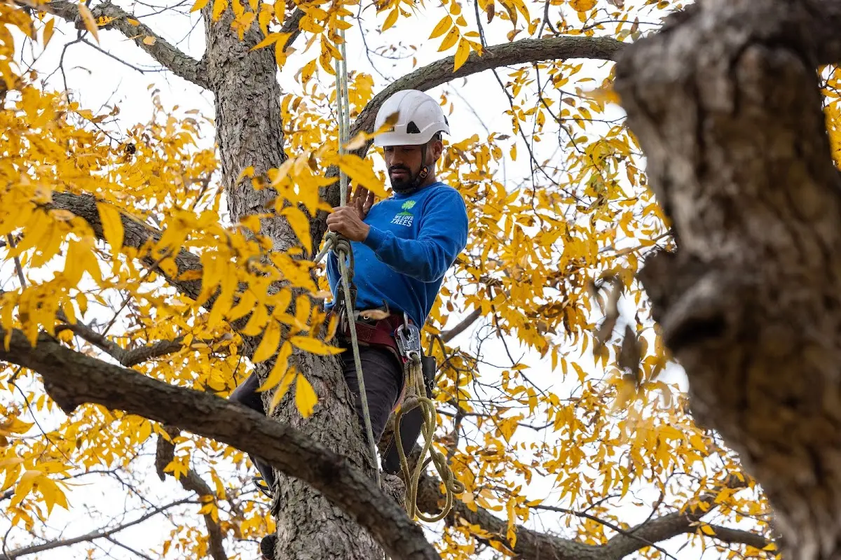 Skilled Tree Pruning crew working in Keeler